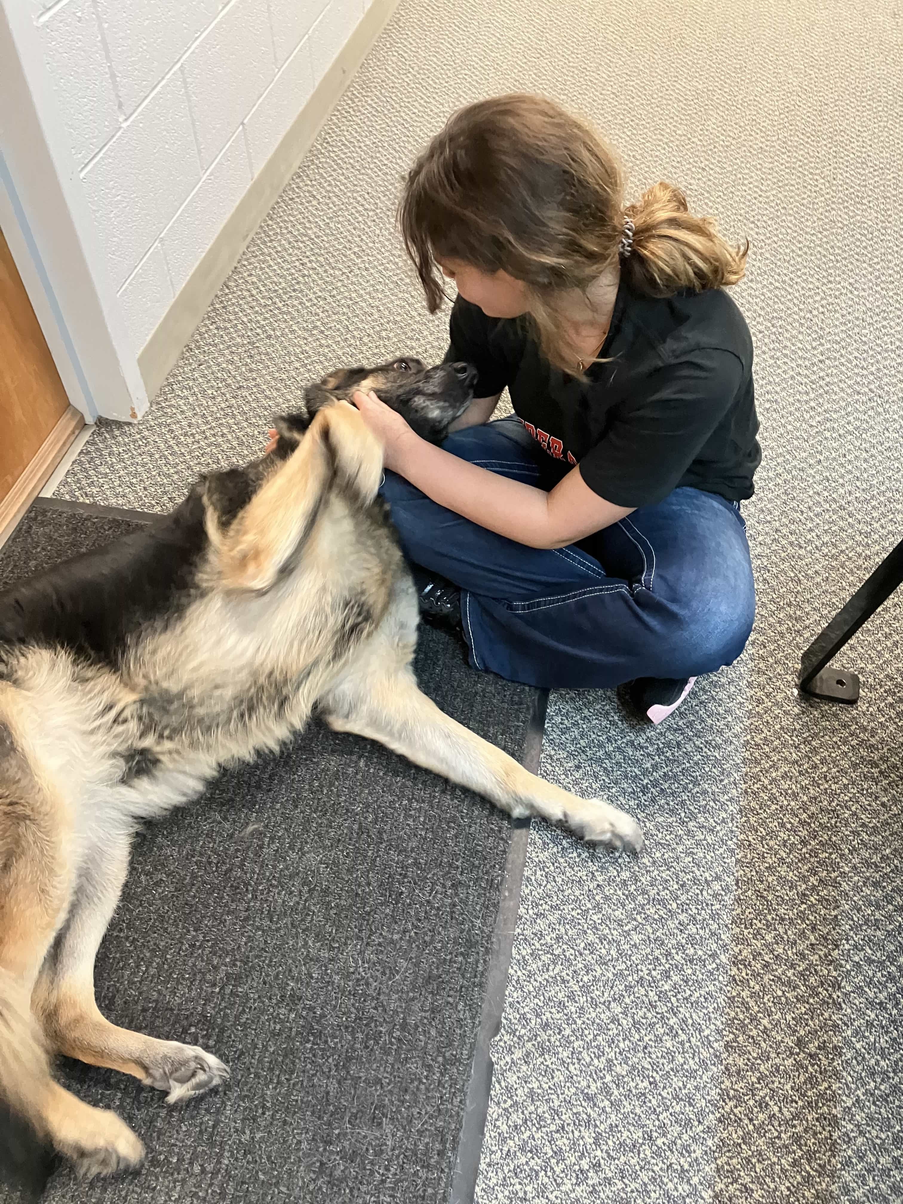 Arwen the comfort dog