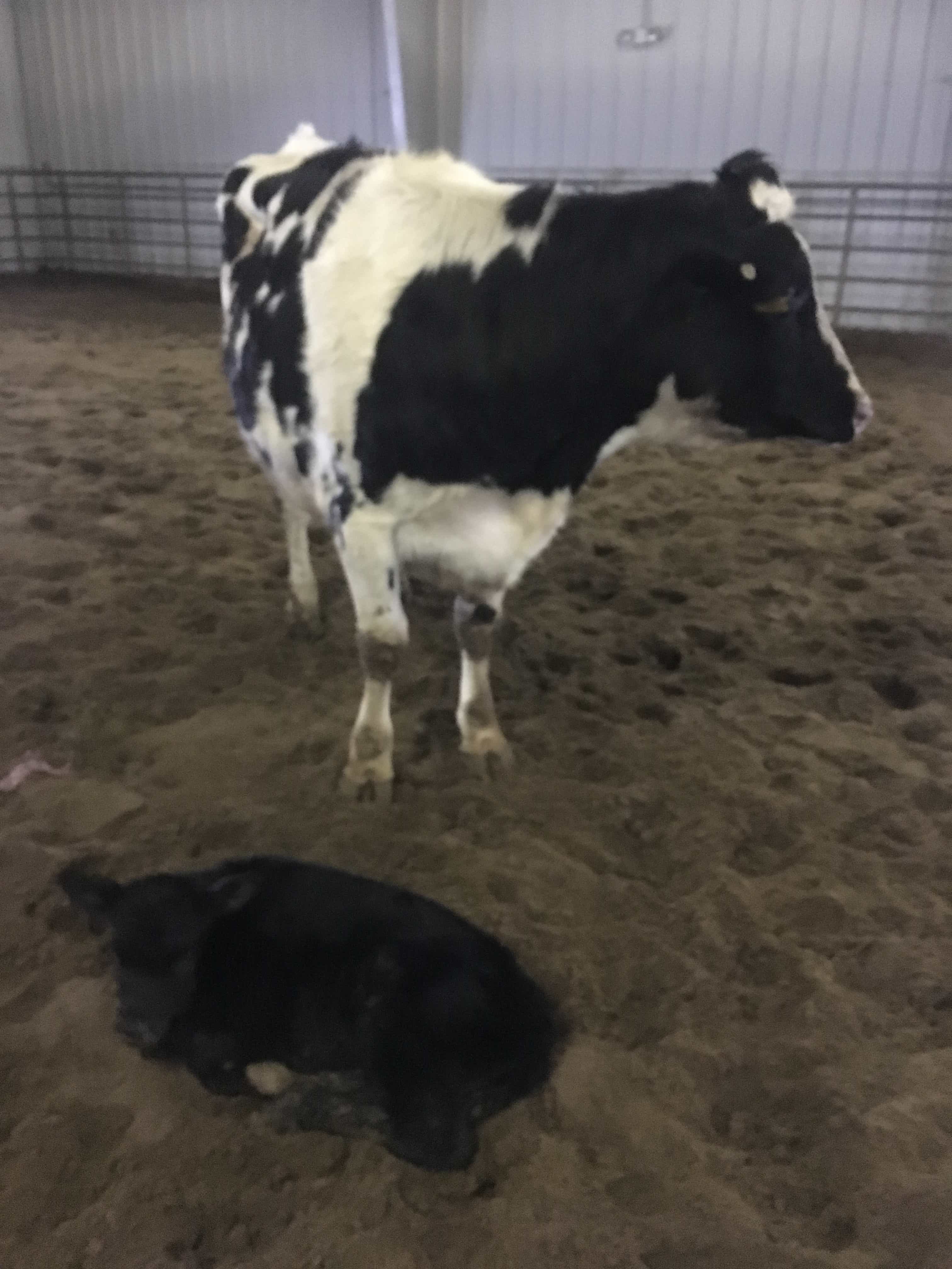 Dairy Queen and her baby