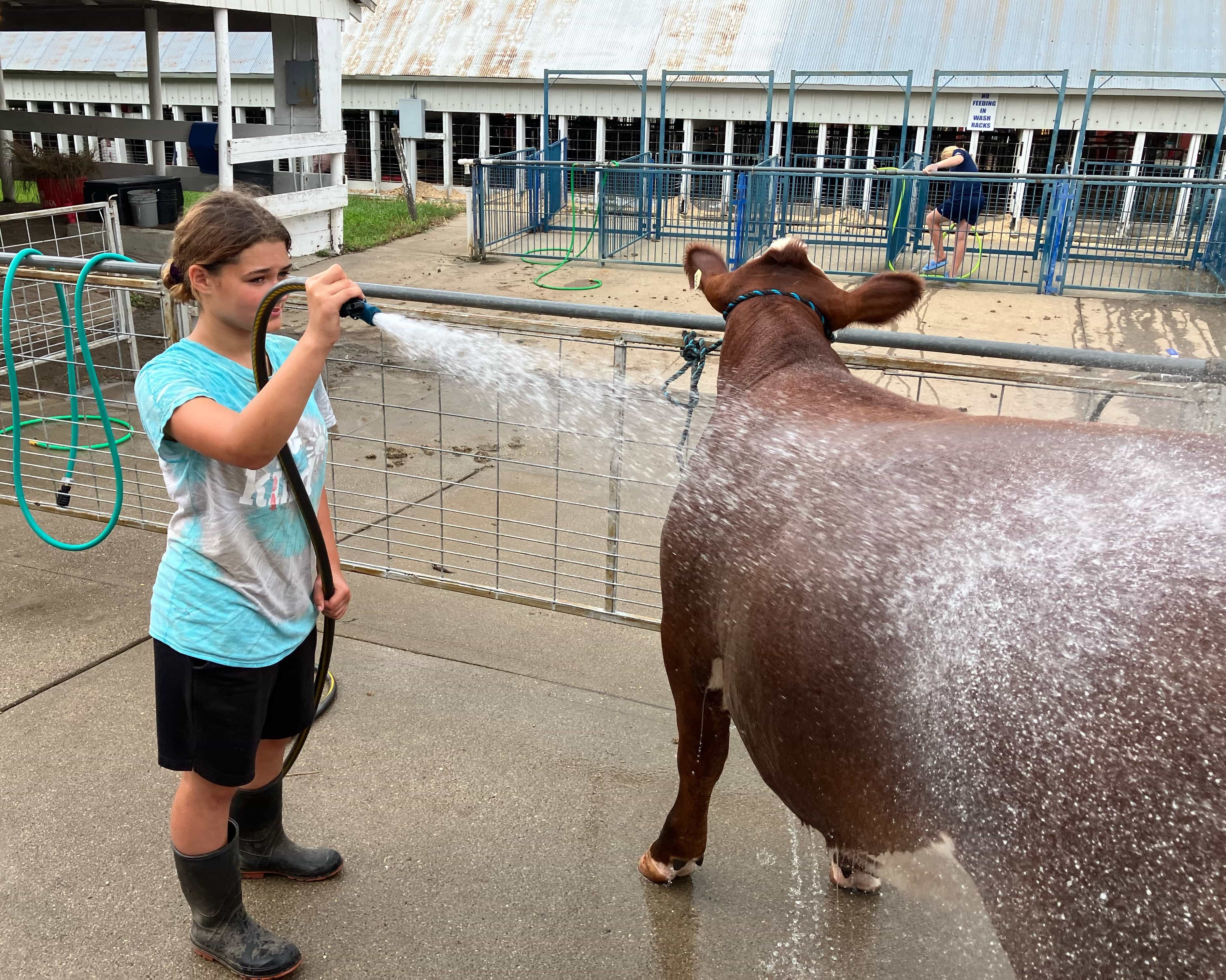 Cow Washing