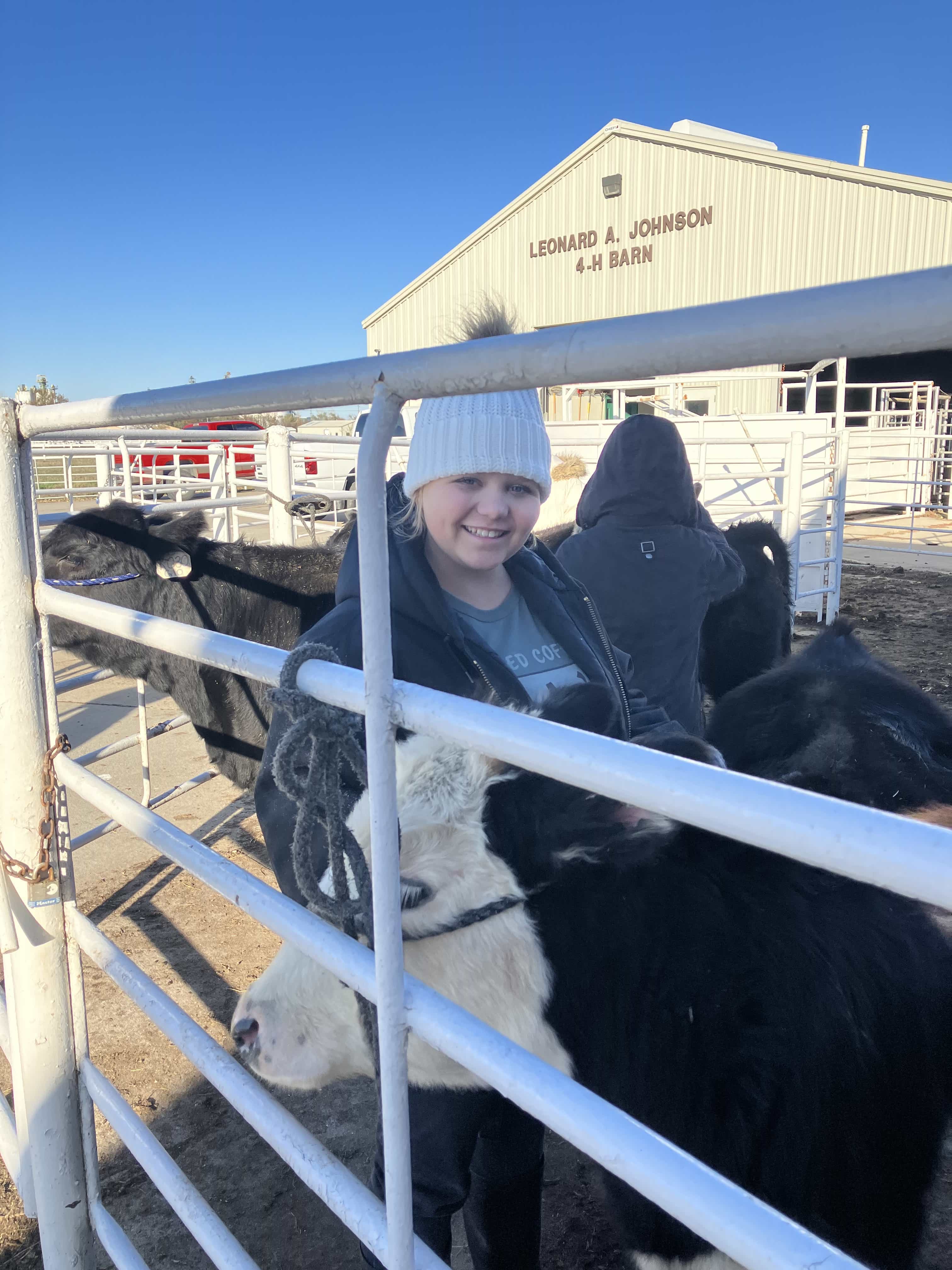 Halter breaking