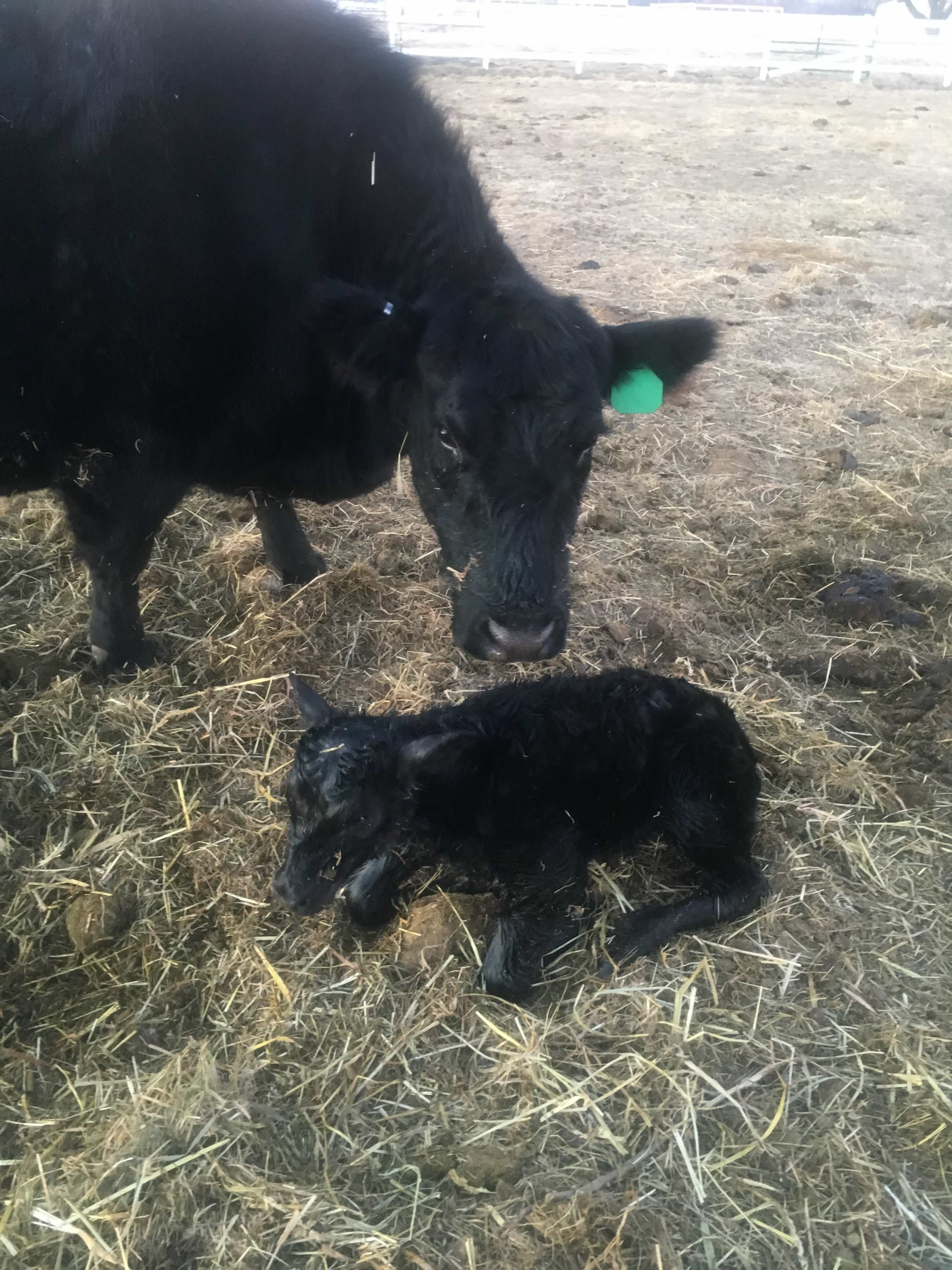 First Calf of 2022