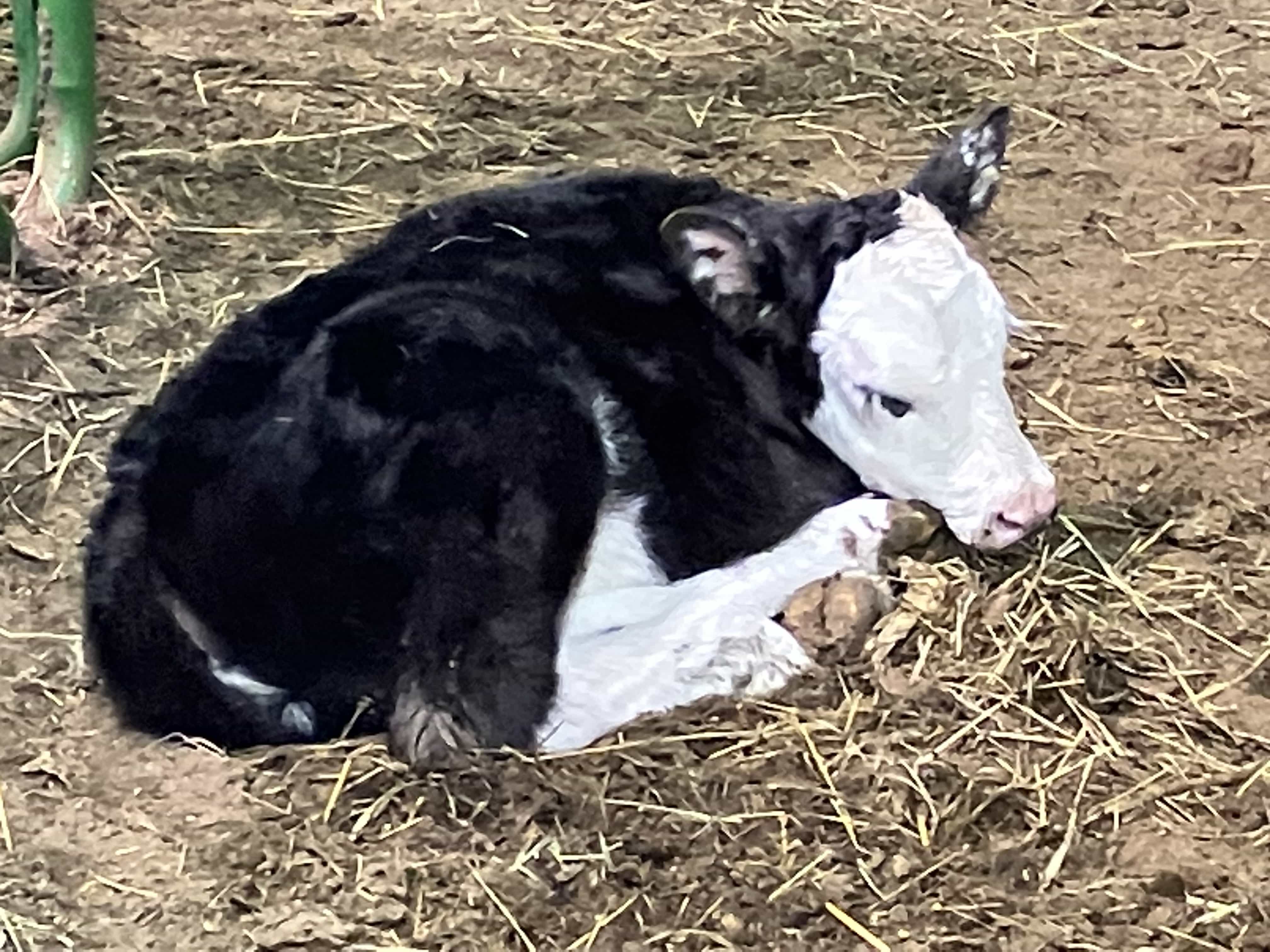 Last Calf of the Season