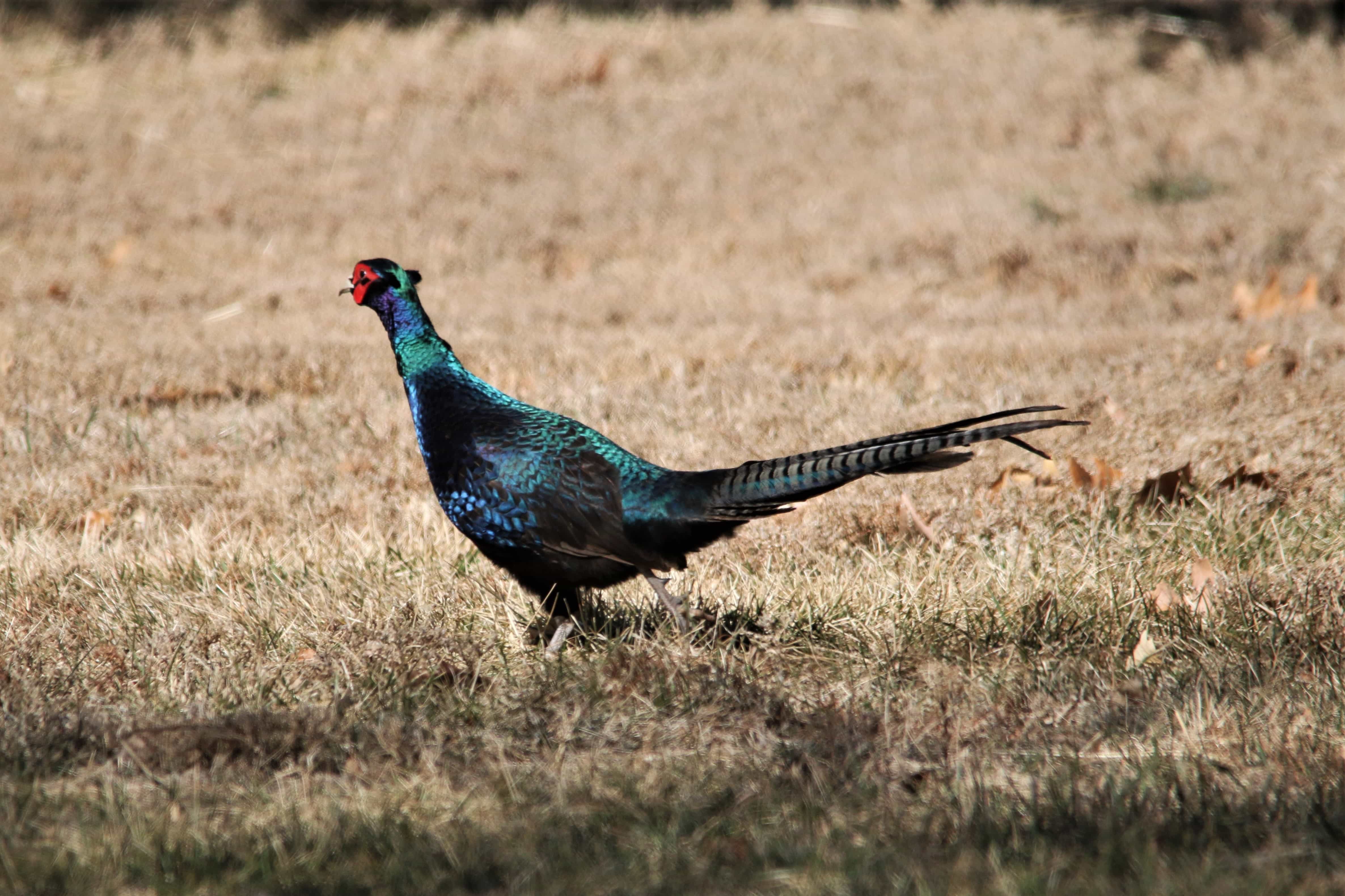 pheasant