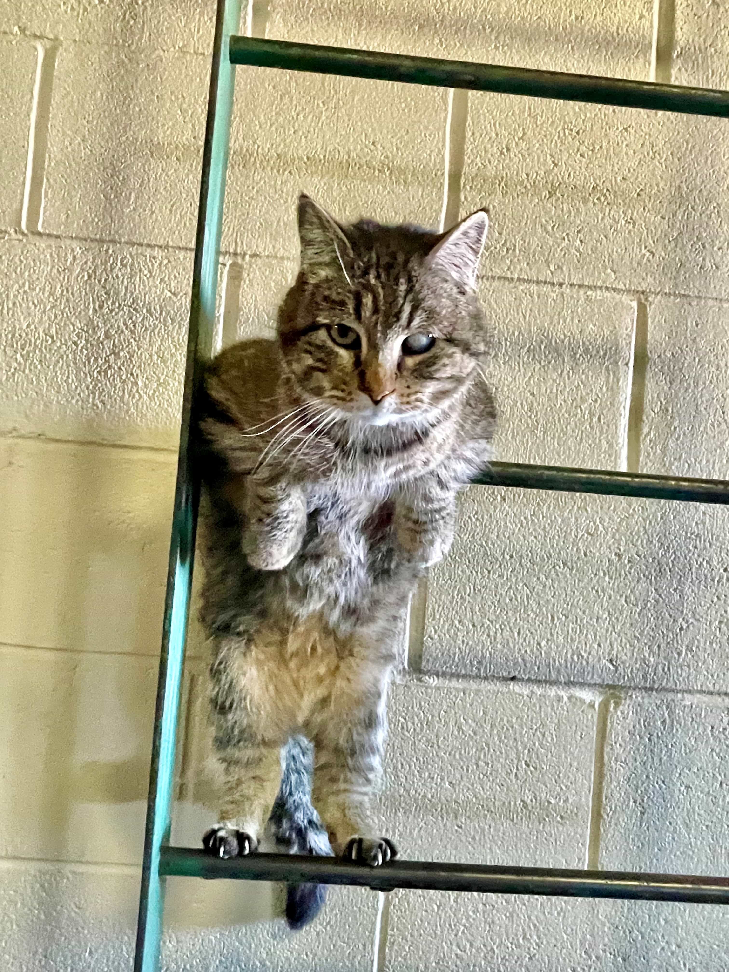 Tiger the Barn Cat