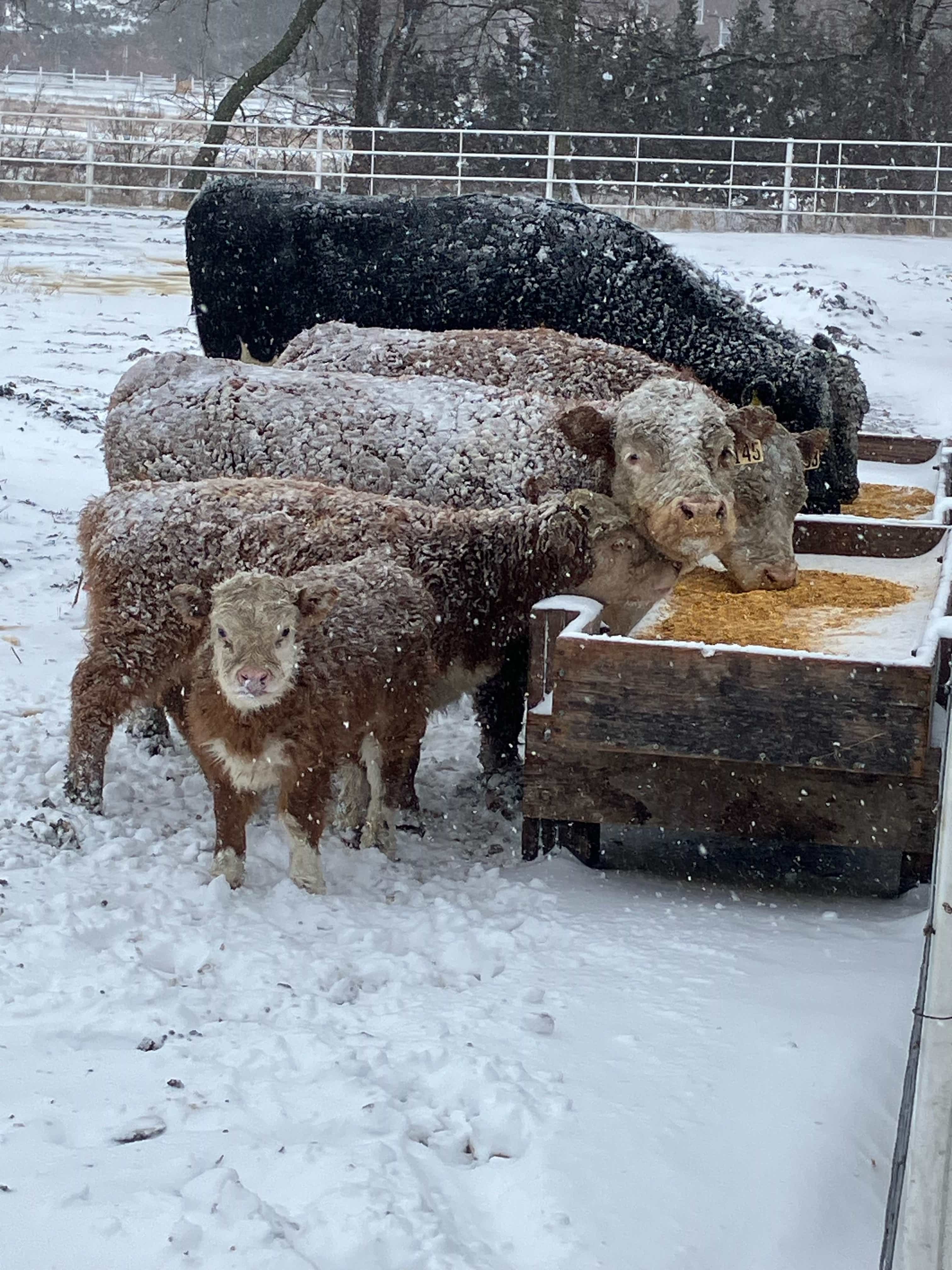 Cattle feeding at bunker